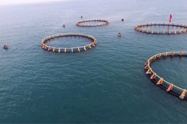 إنتاج المصنع